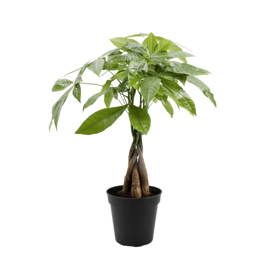 Money Tree Plant