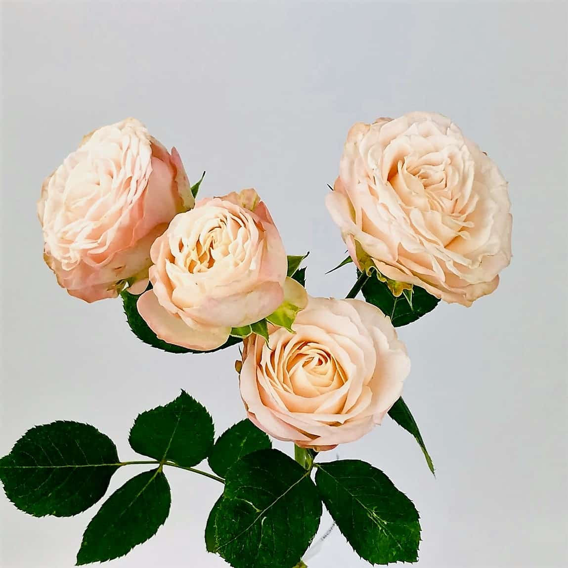 (Preorder) Garden Roses & Vase