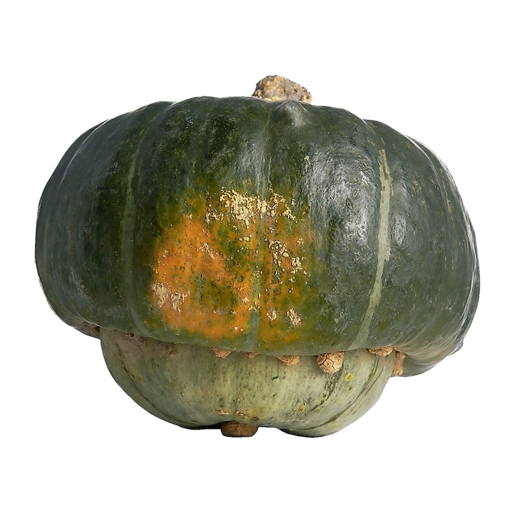 Buttercup Squash ea