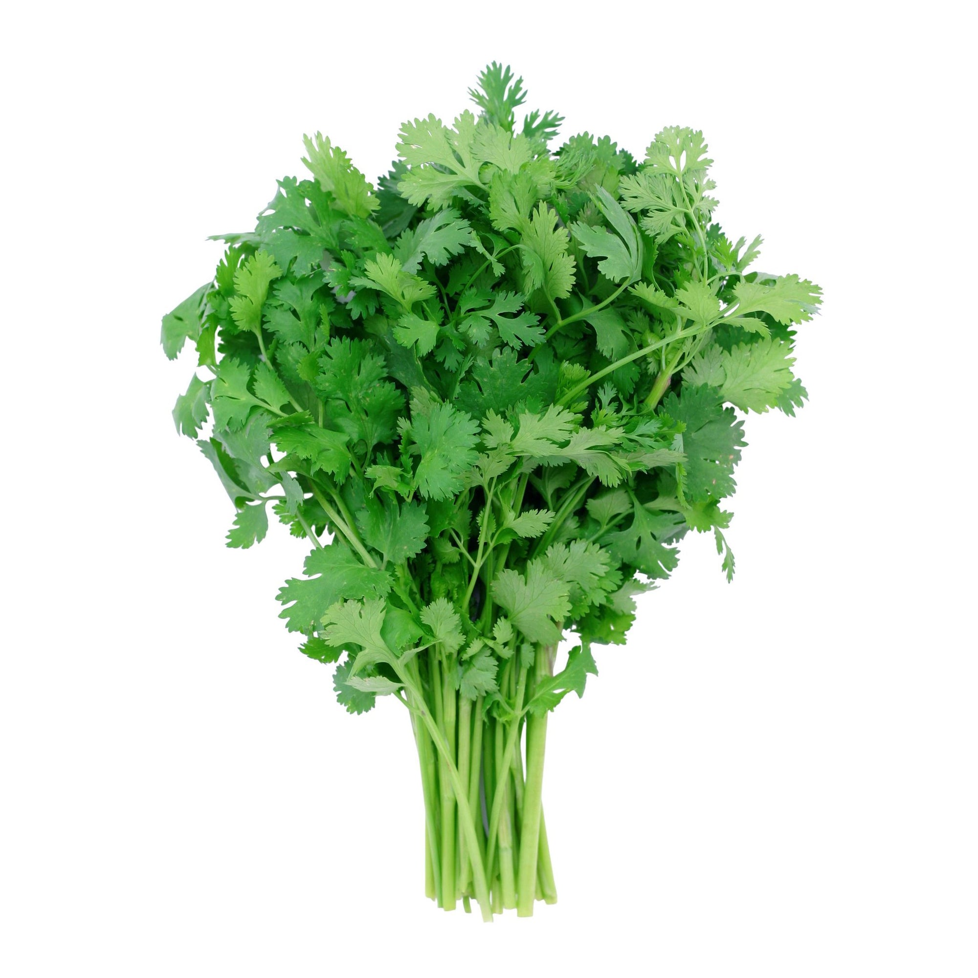 Fresh Cilantro Bunch