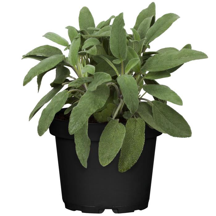 Potted Sage Plant